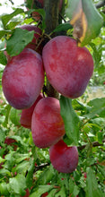 Load image into Gallery viewer, 2 kg Lousia Plums
