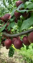 Load image into Gallery viewer, 5kg Omega Plums
