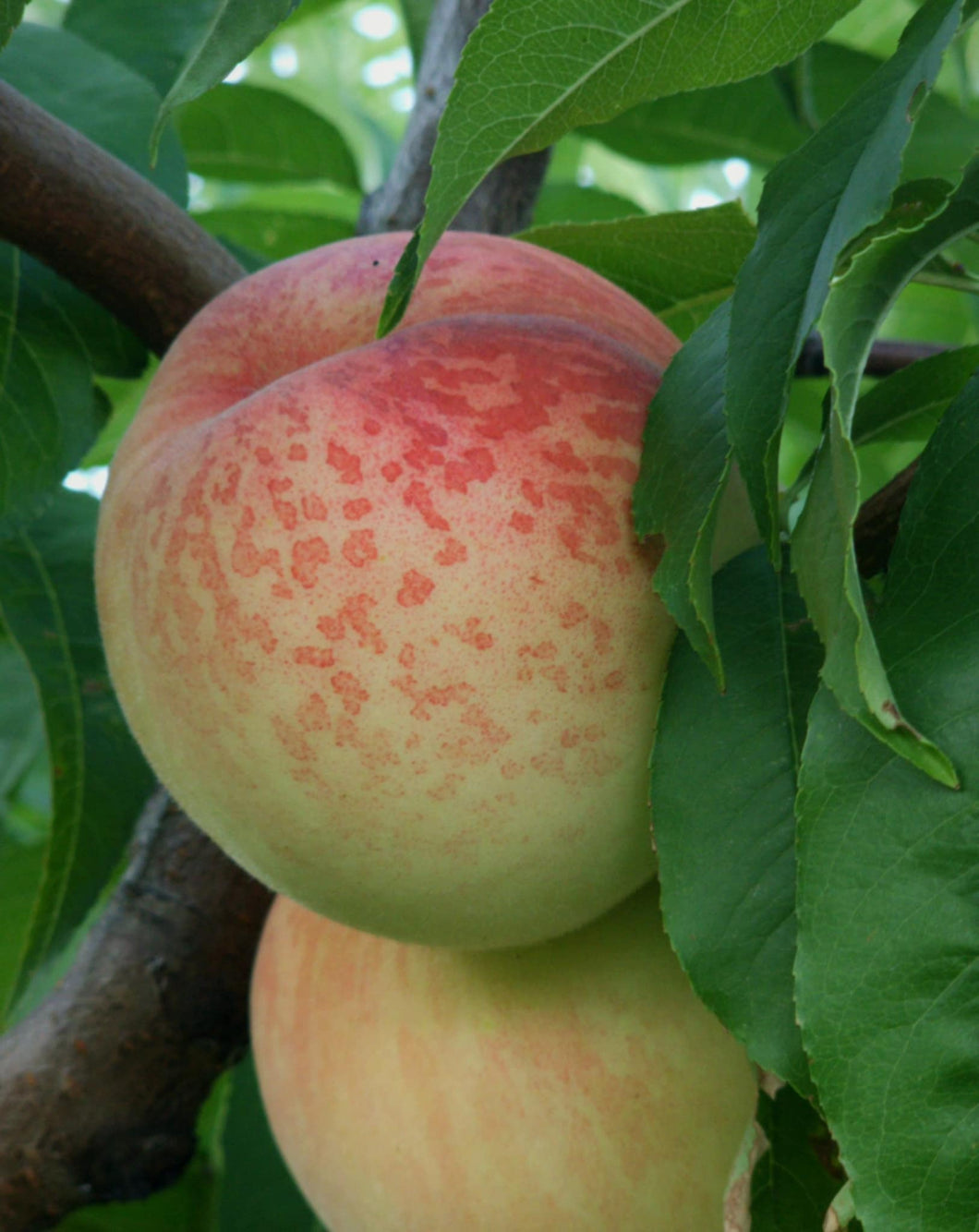 5 KG Coconut Ice Peaches