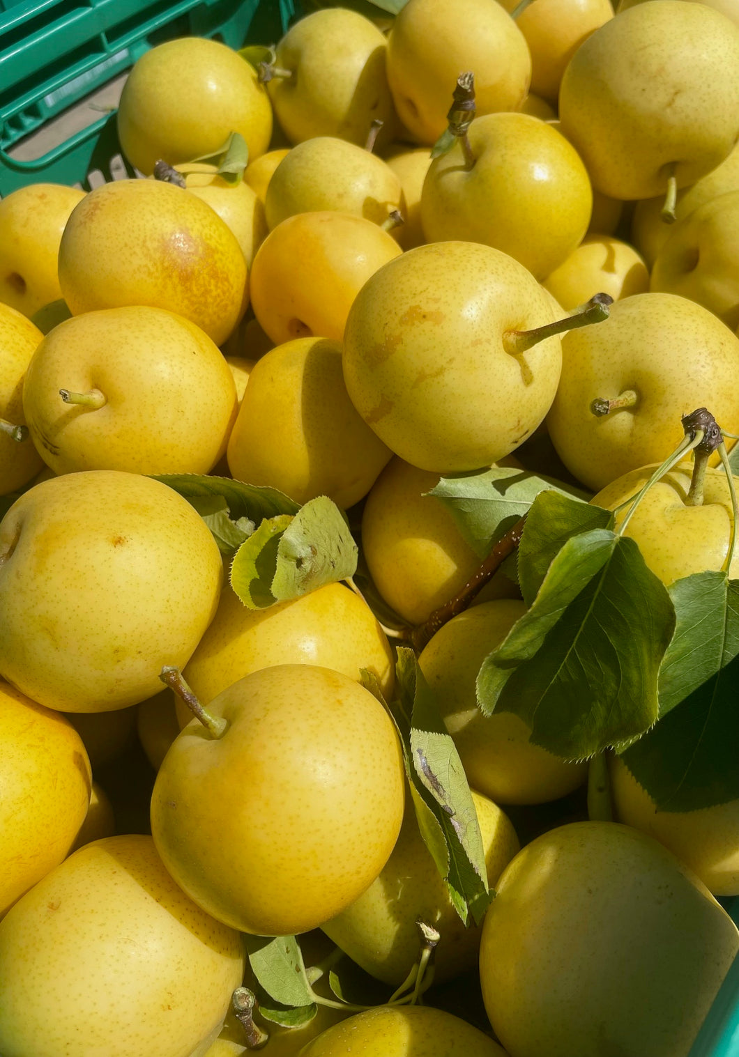 5 KG Nashi Pears