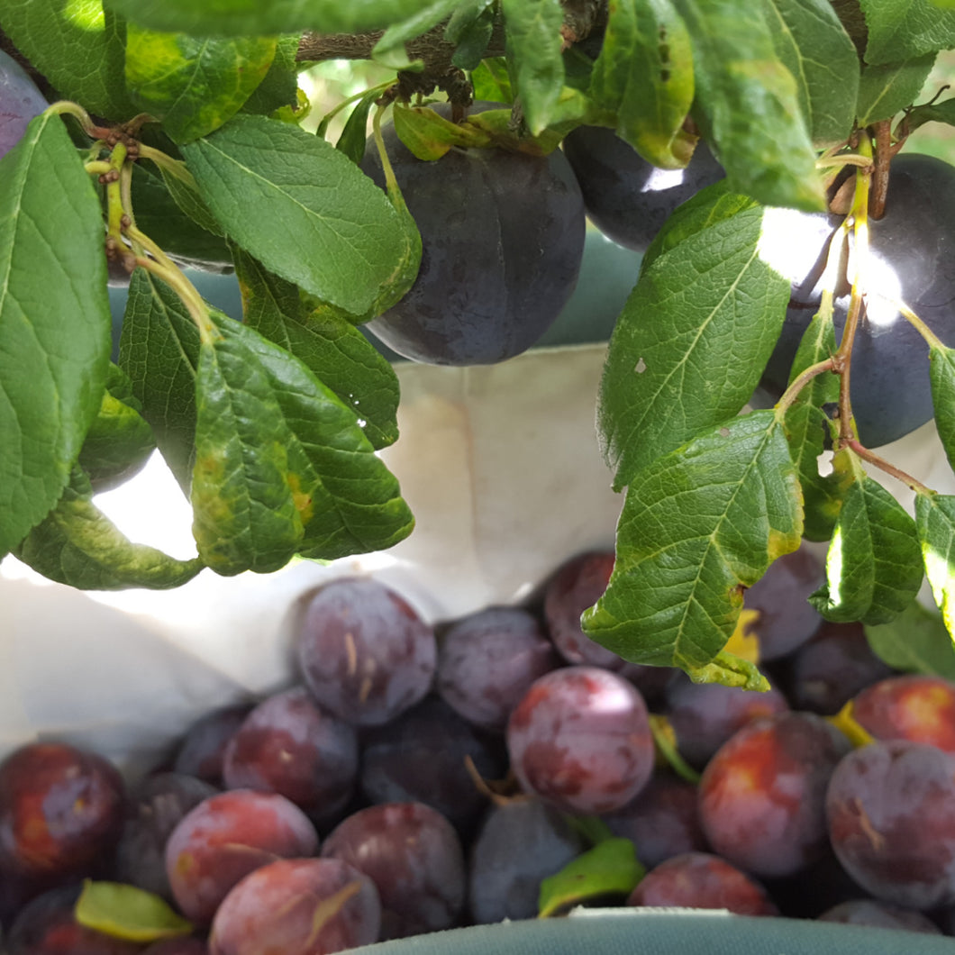 5kg Black Doris - Plums – Moorpark & Mulberry