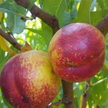 Load image into Gallery viewer, 5kg Nectarines

