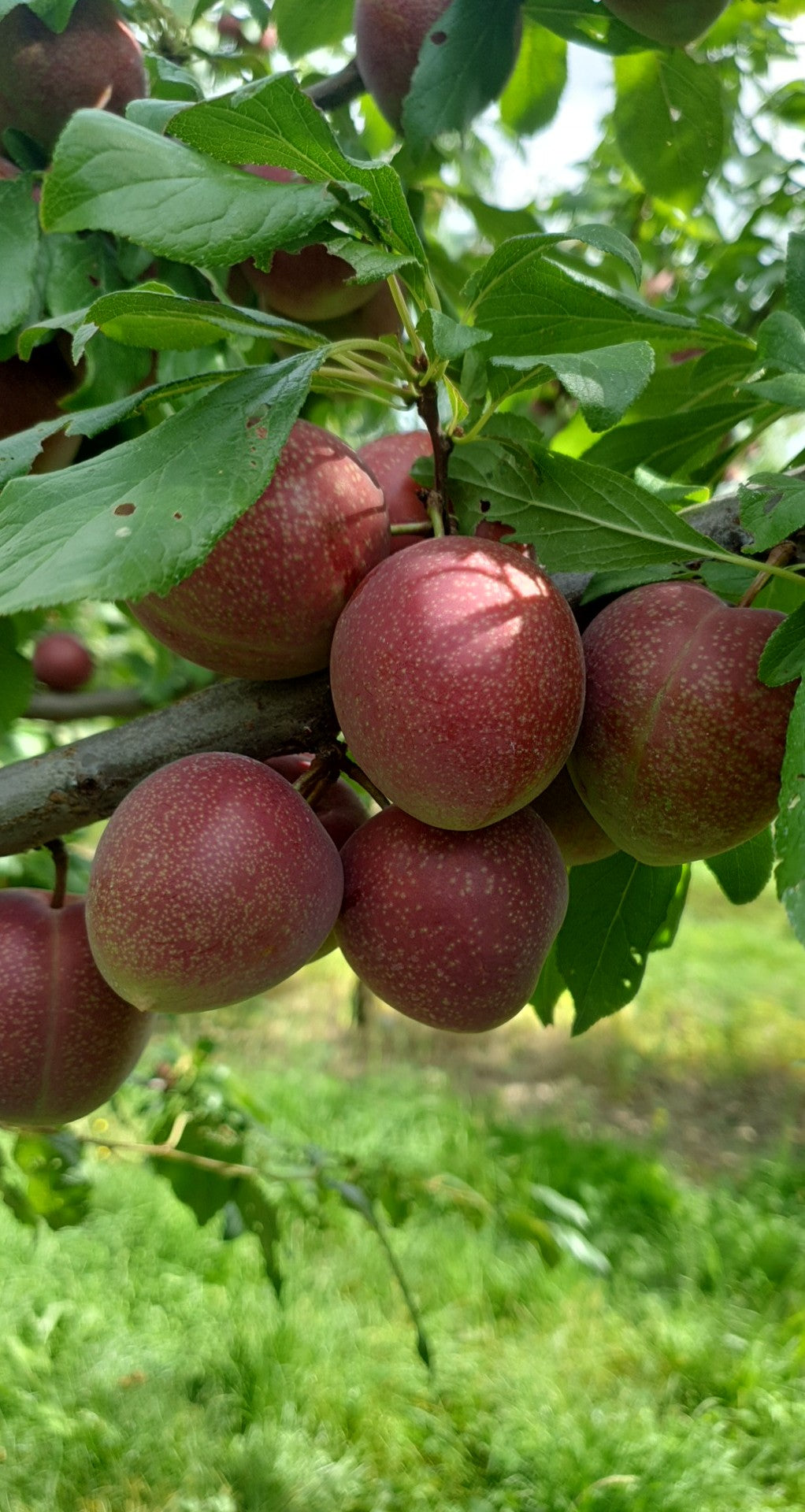 Plums - Omega - 2kg